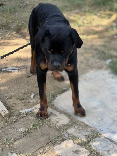 Rotwiller 6 month male