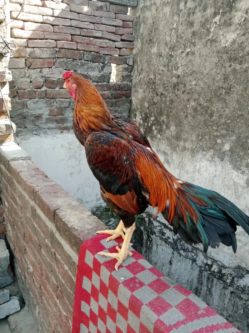 aseel  murgha — photo 2