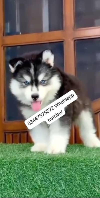 Siberian husky fore sale