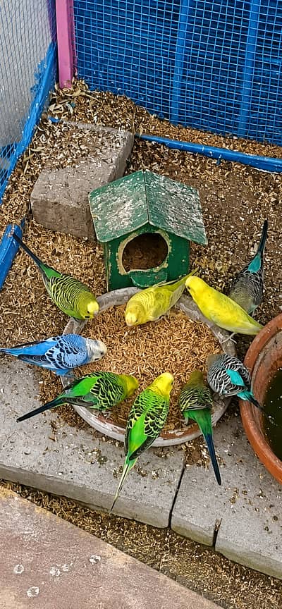 Budgies for sale mix colour 18 Budgies ha mix ha female or male