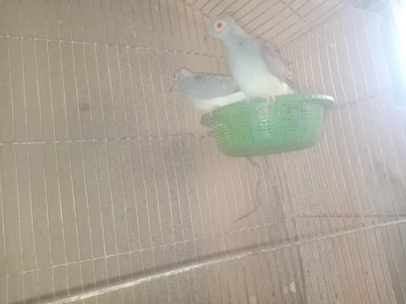 diamond doves for sale