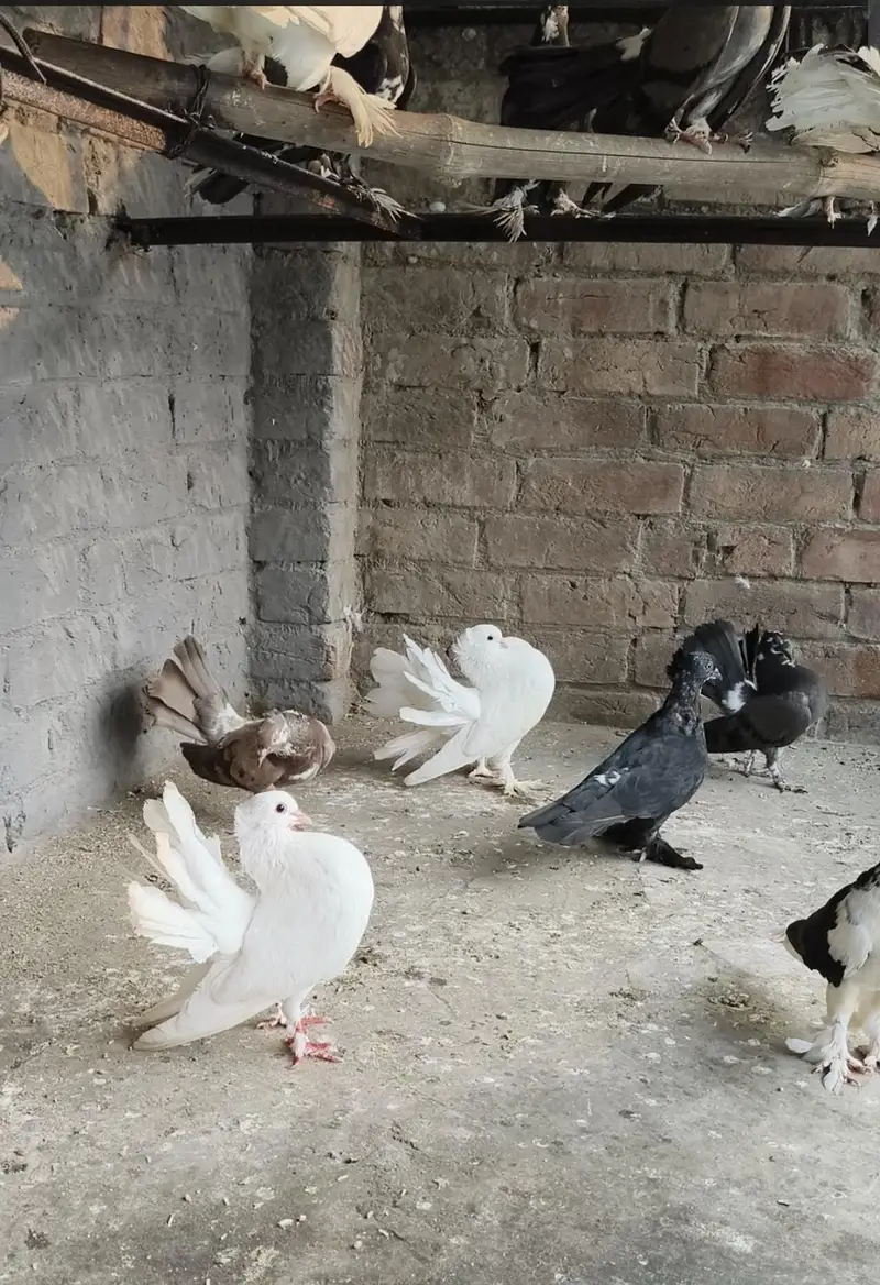 Breeder Pair for sale — photo 3