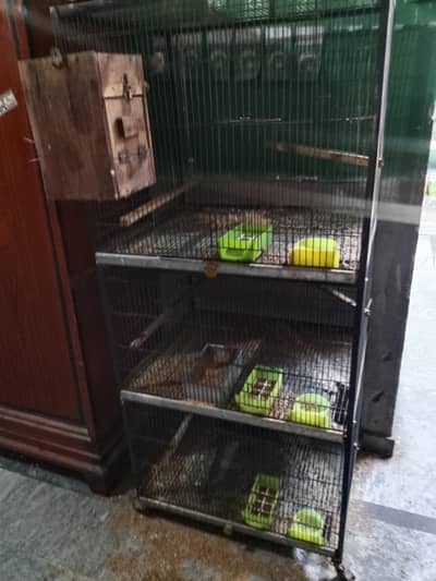 lovebirds all satap for sell
