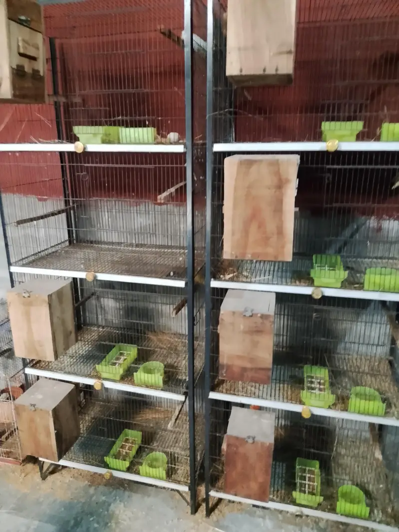 lovebirds all satap for sell — photo 2