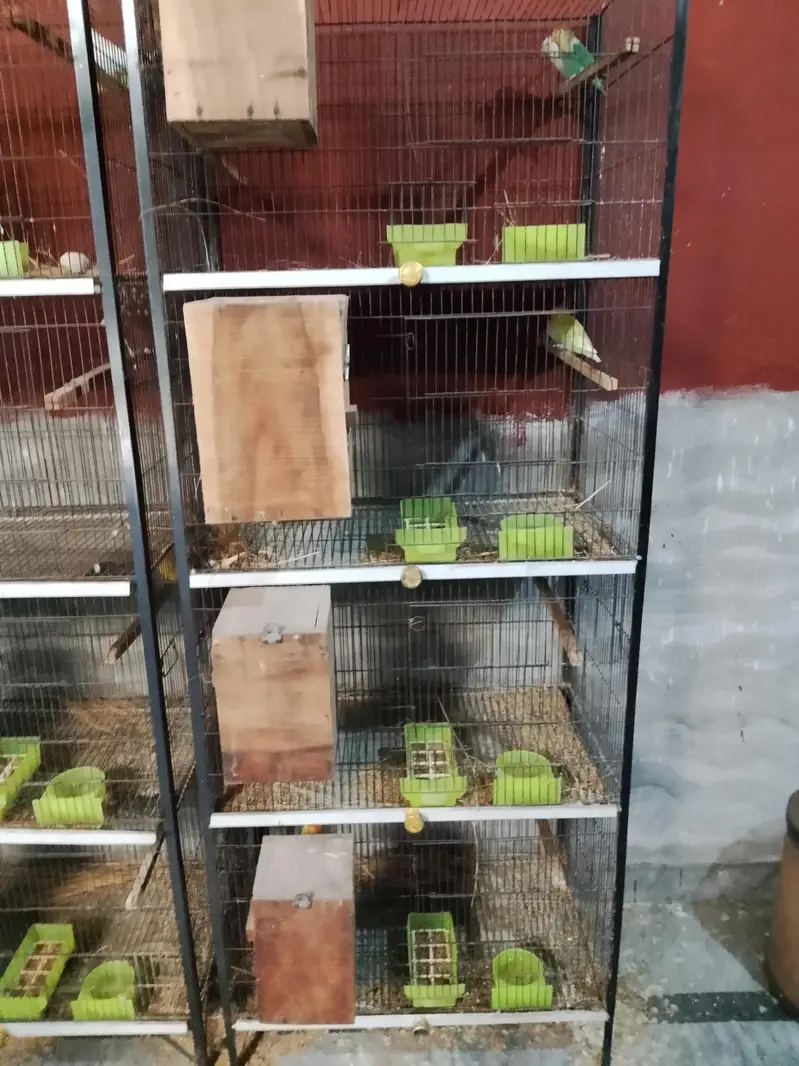 lovebirds all satap for sell — photo 3