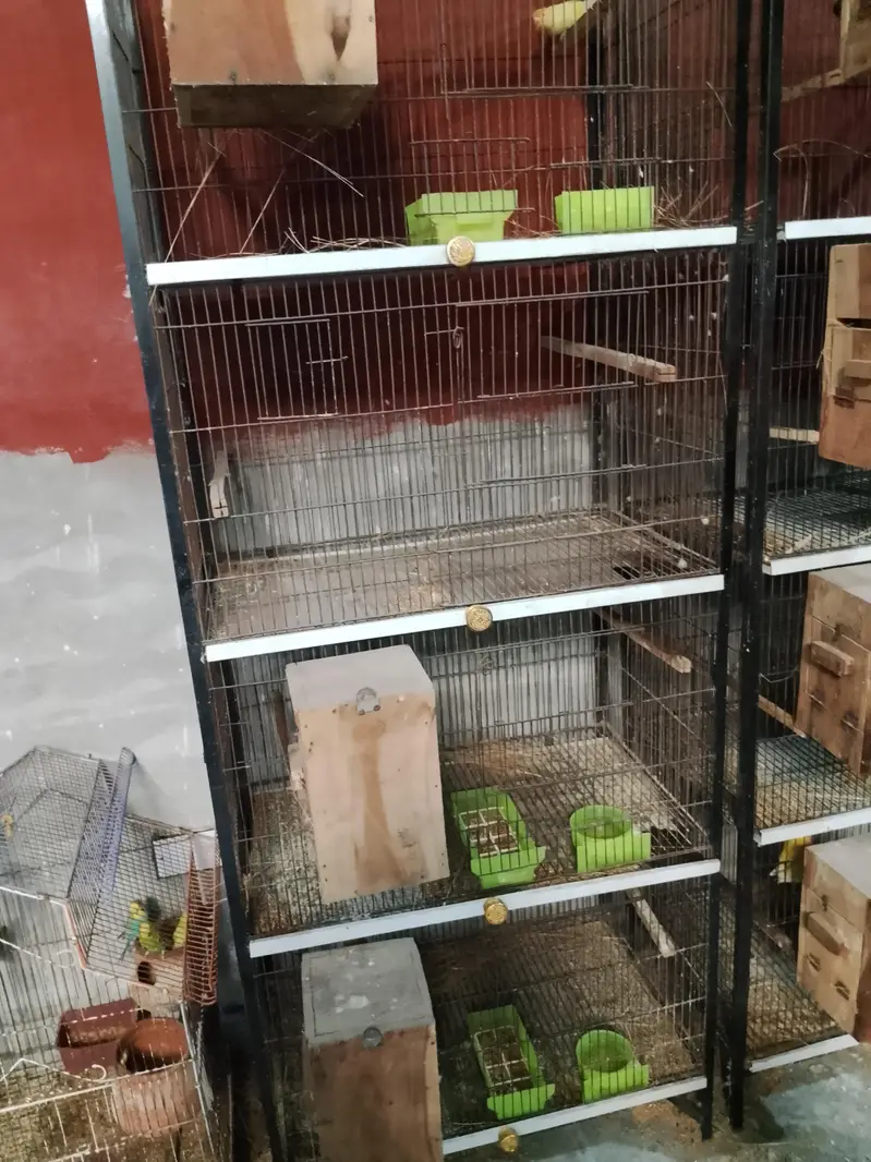 lovebirds all satap for sell — photo 4