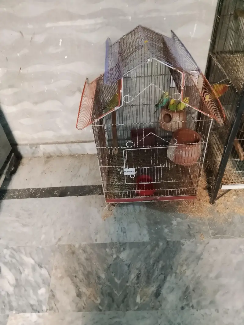 lovebirds all satap for sell — photo 5