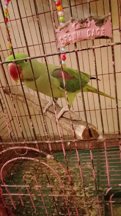 Raw female parrot