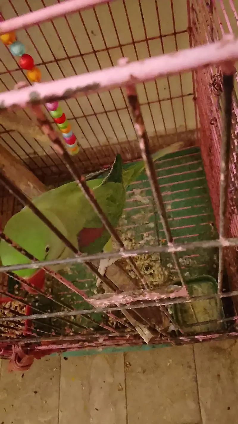 Raw female parrot — photo 2
