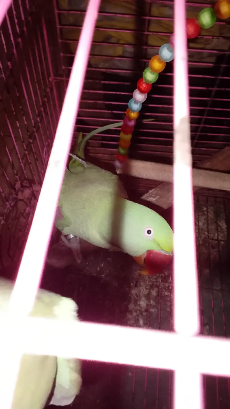 Raw female parrot — photo 3