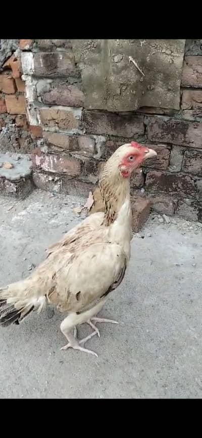 Kruk jawi pathi