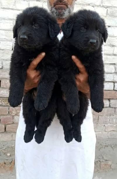 Black German Shepherd puppies  |  GSD |  German Shepherd puppies