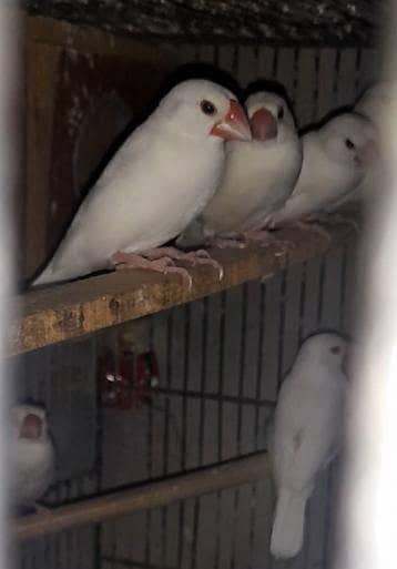 java white breeder pairs