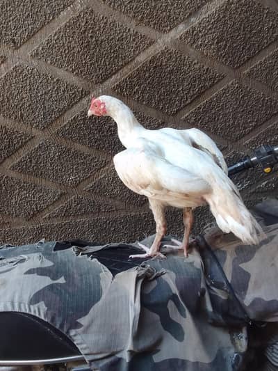> Healthy 6 Months Aseel Hens For Sale - Baldia Town Karachi