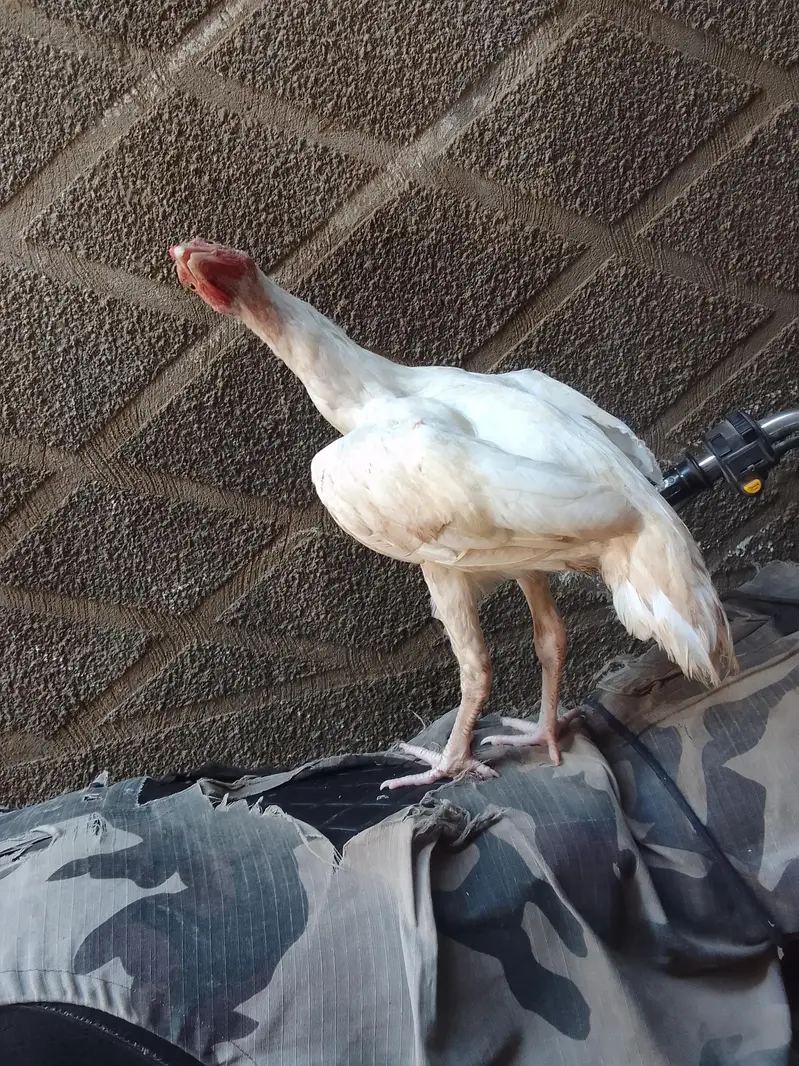 > Healthy 6 Months Aseel Hens For Sale - Baldia Town Karachi — photo 2