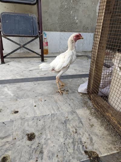 ko Shamu paper white 8 month pattha available full hand active