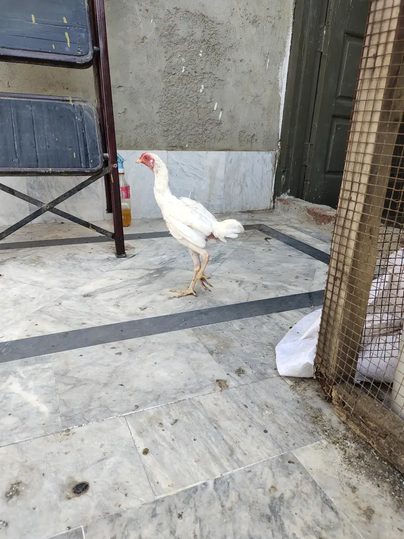 ko Shamu paper white 8 month pattha available full hand active — photo 2