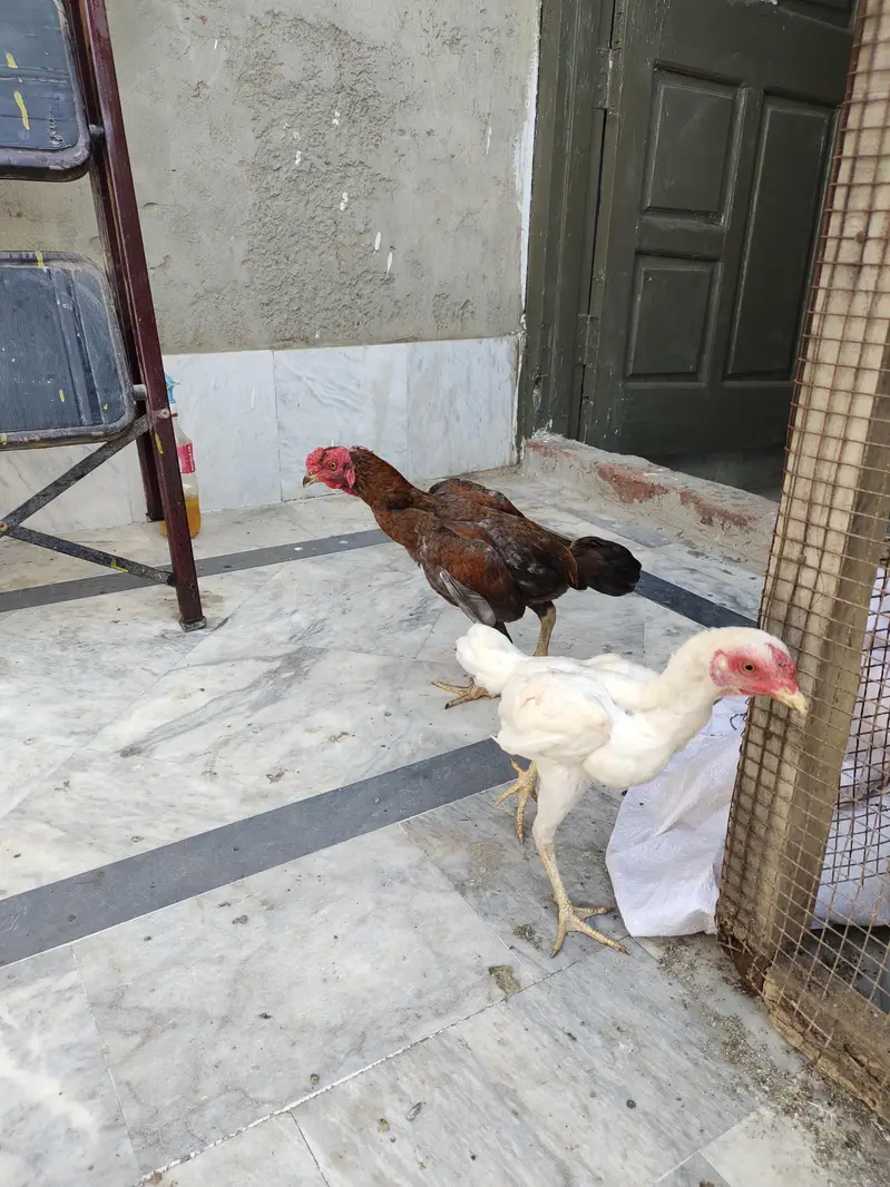 ko Shamu paper white 8 month pattha available full hand active — photo 3
