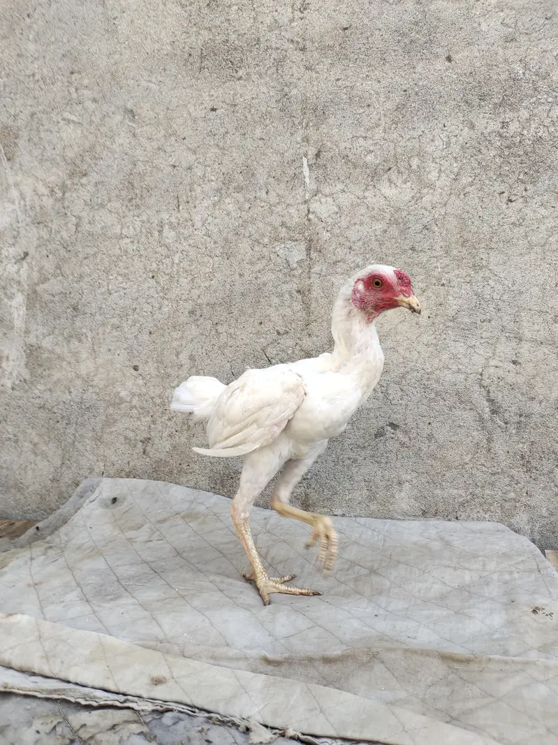 ko Shamu paper white 8 month pattha available full hand active — photo 6