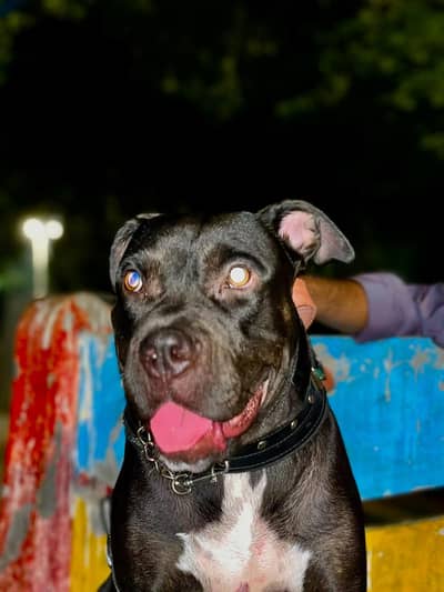 Pitbull Female ready to breed | pitbull dog | All breeds availble