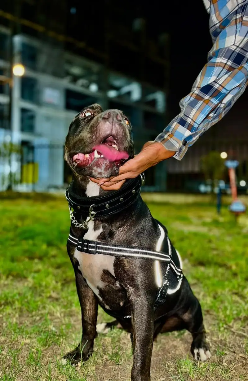 Pitbull Female ready to breed | pitbull dog | All breeds availble — photo 2