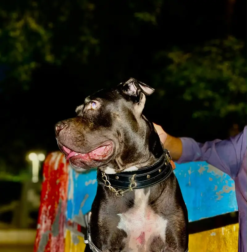 Pitbull Female ready to breed | pitbull dog | All breeds availble — photo 3
