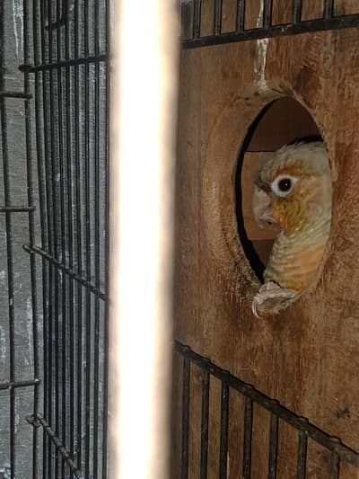 Pineapple Conure breeder pair With Dna