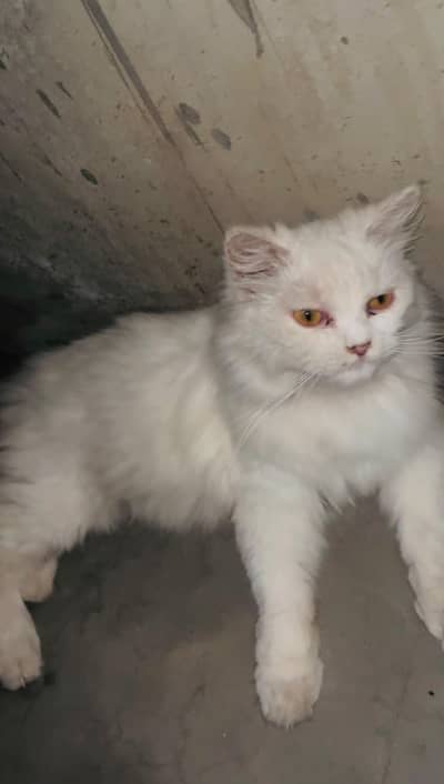 Beautiful White Long-Haired Female Cat for Sale
