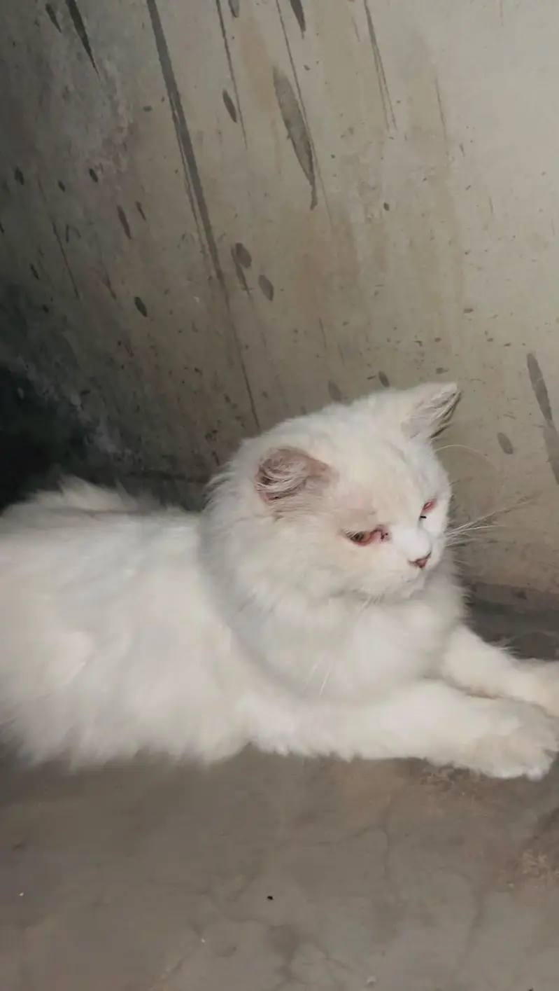 Beautiful White Long-Haired Female Cat for Sale — photo 2