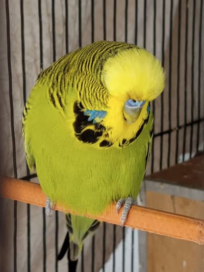 exhibition breeder male