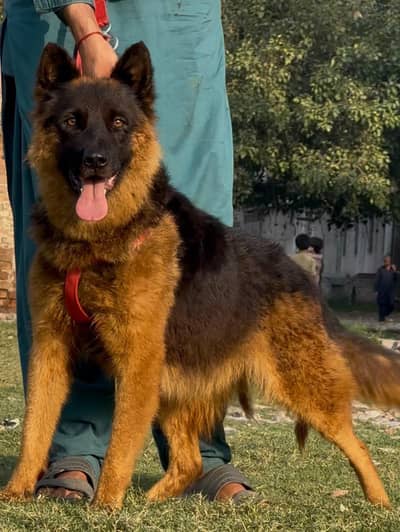 German shepherd long coat female age 9 month for sale