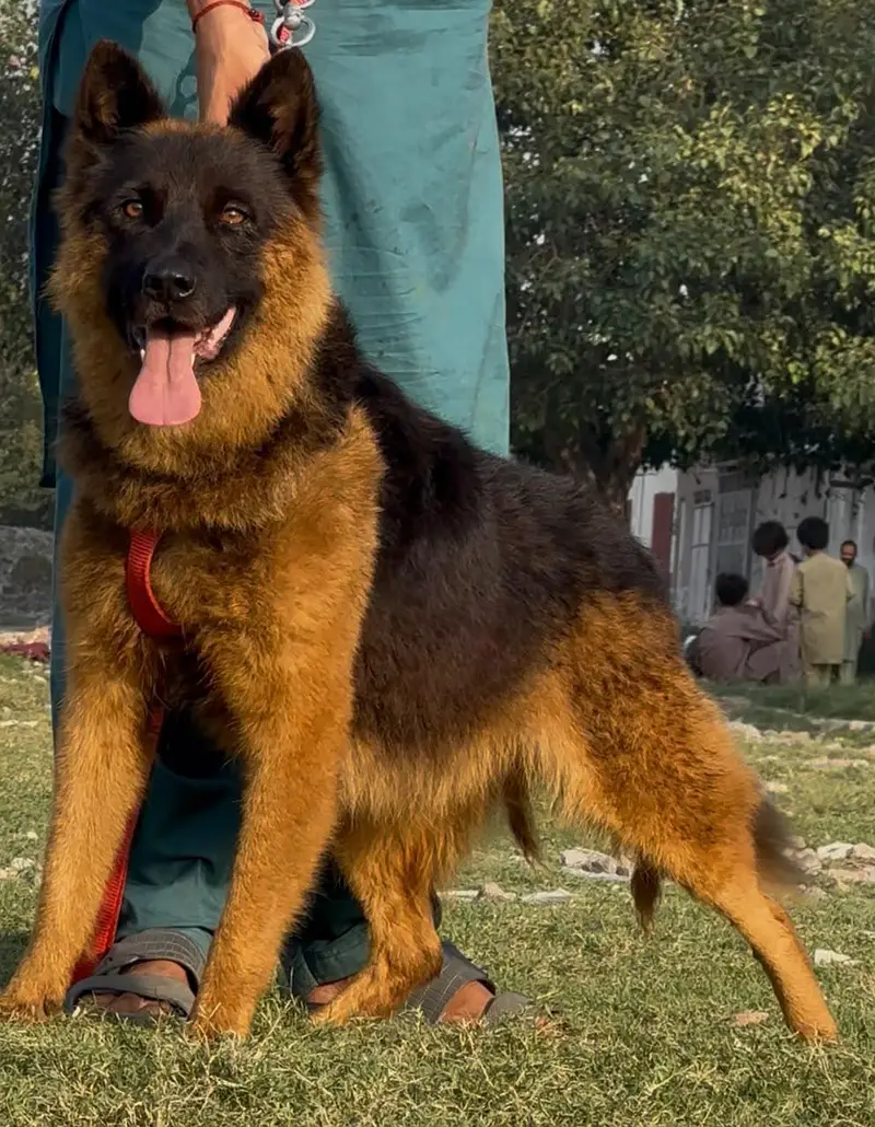 German shepherd long coat female age 9 month for sale — photo 3
