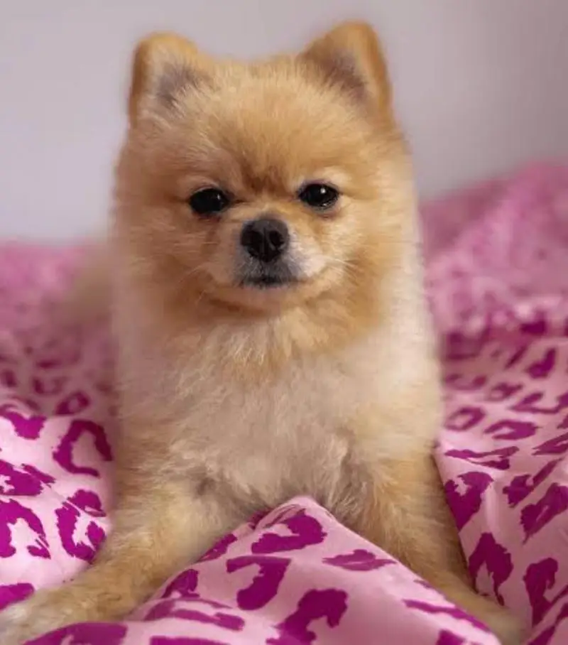 shitzu puppy available for — photo 3