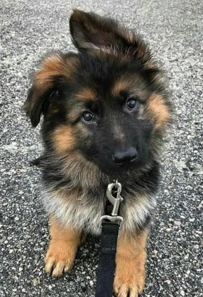 shitzu puppy available for — photo 8