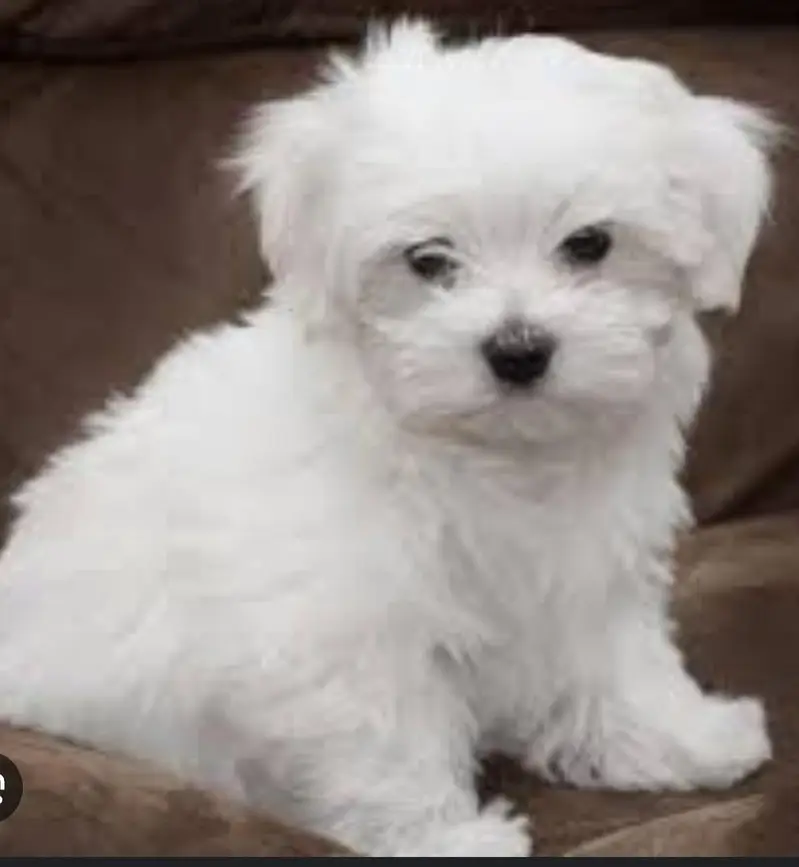 shitzu puppy available for — photo 10