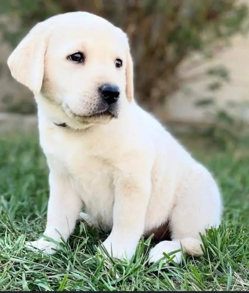 shitzu puppy available for — photo 12
