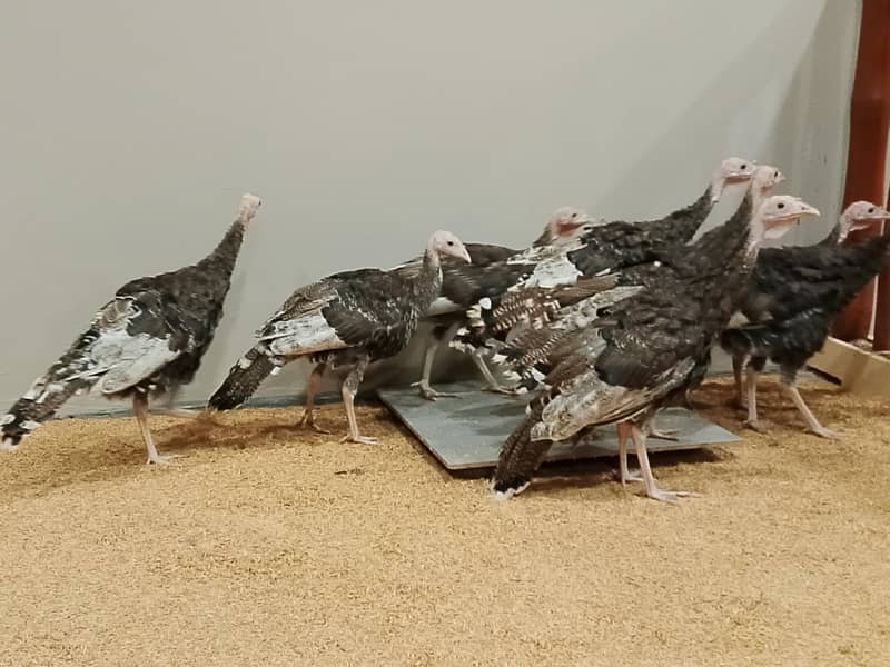 Turkey 0