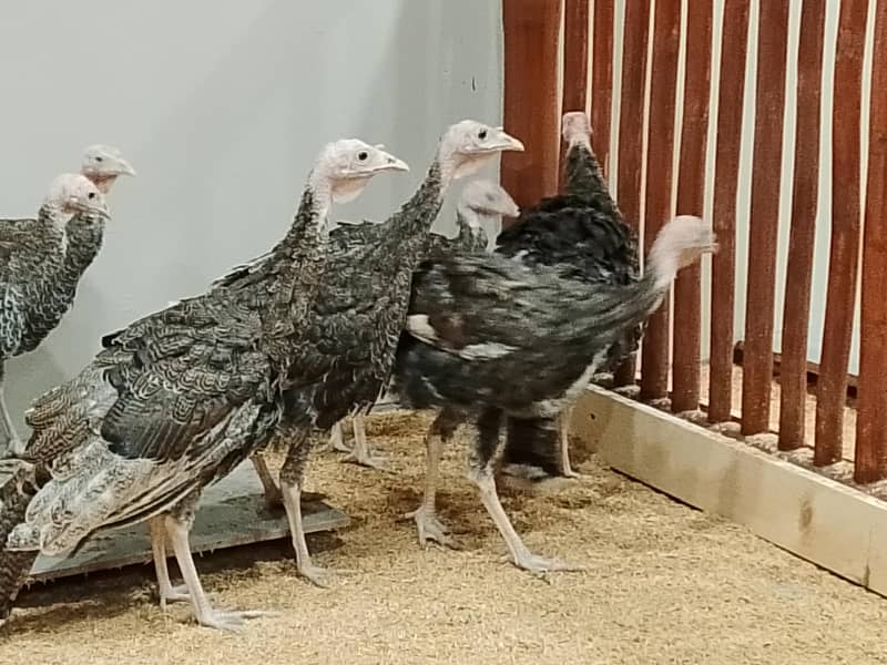 Turkey 1
