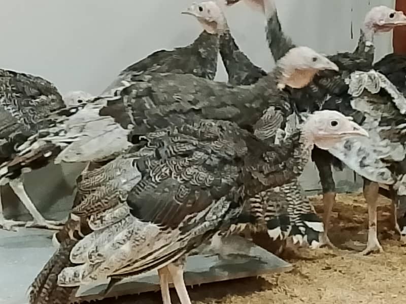 Turkey 2