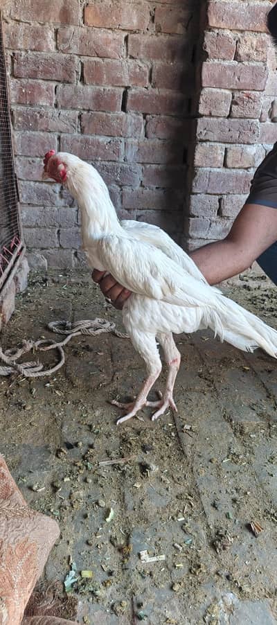 heera murga for sale