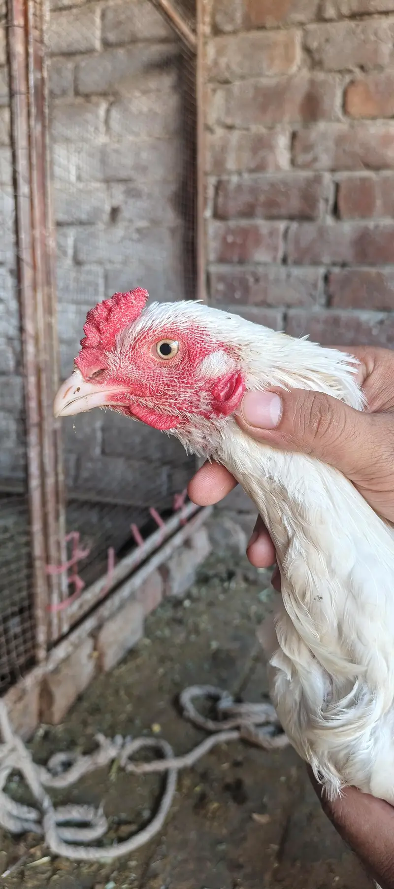 heera murga for sale — photo 2