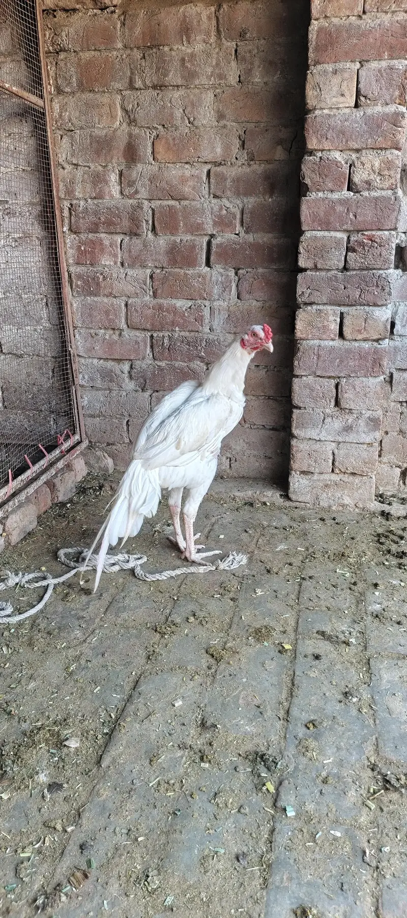 heera murga for sale — photo 3