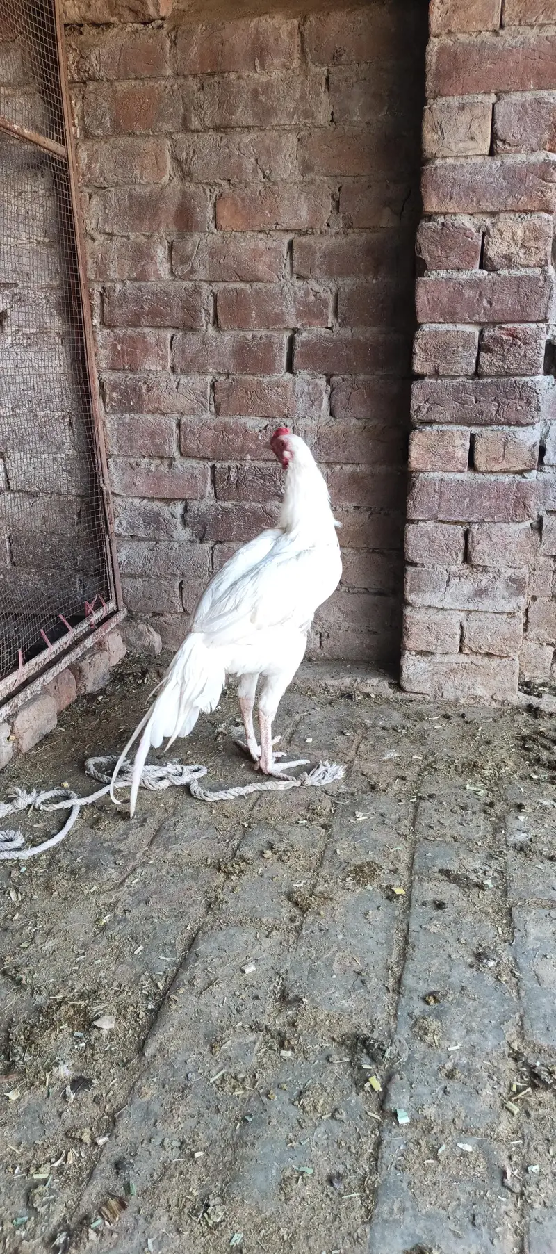 heera murga for sale — photo 4
