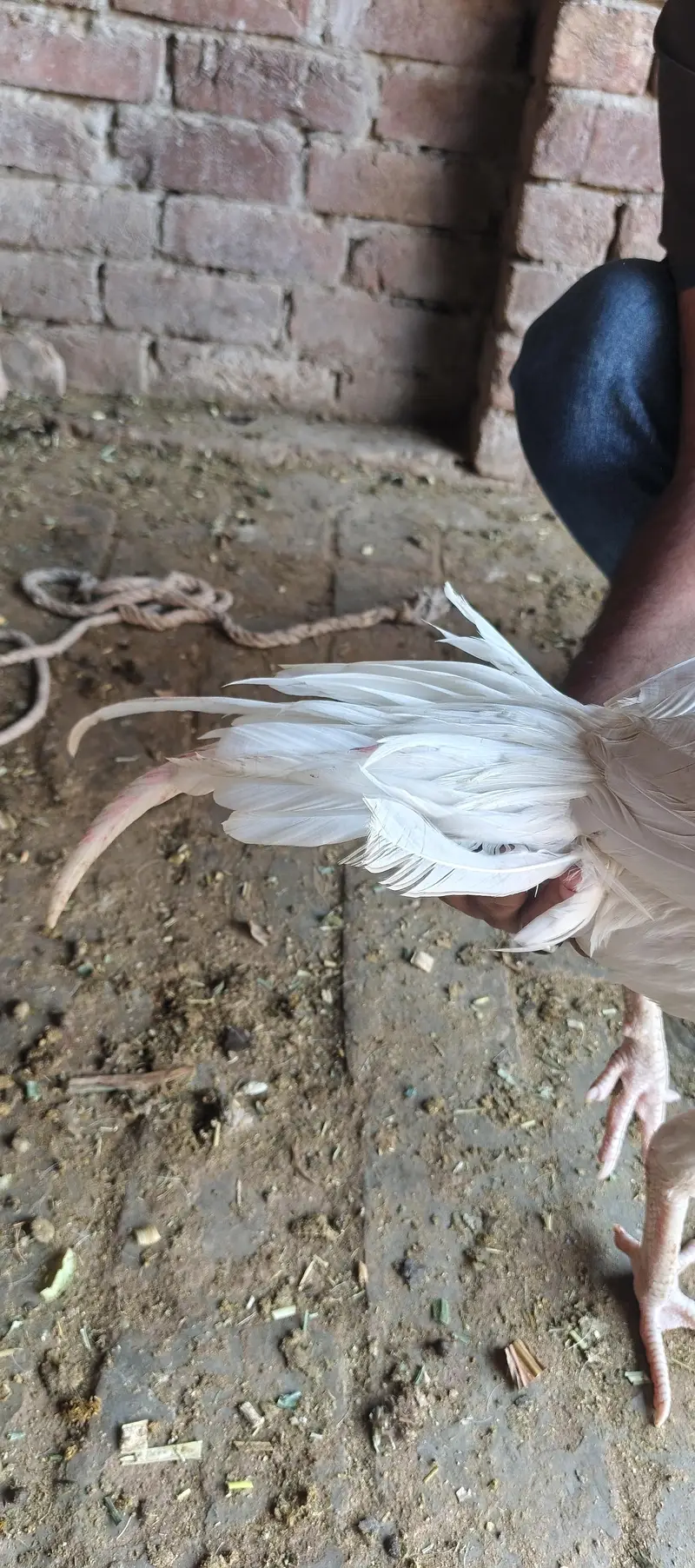 heera murga for sale — photo 5