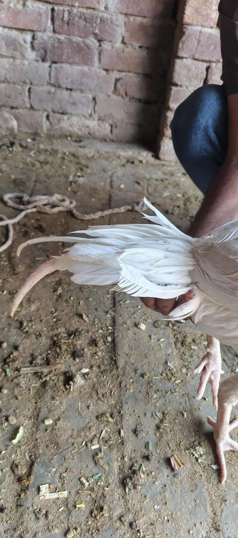 heera murga for sale — photo 6