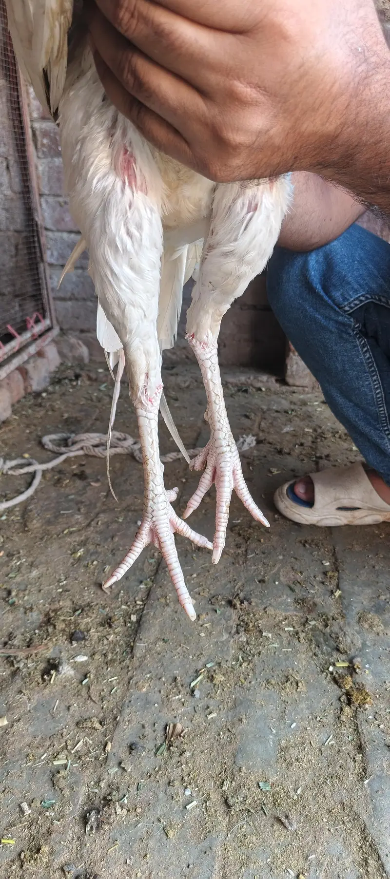heera murga for sale — photo 7