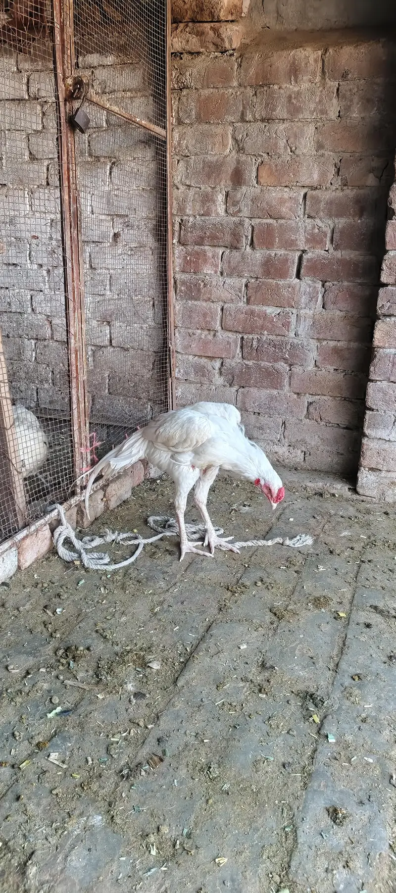 heera murga for sale — photo 8