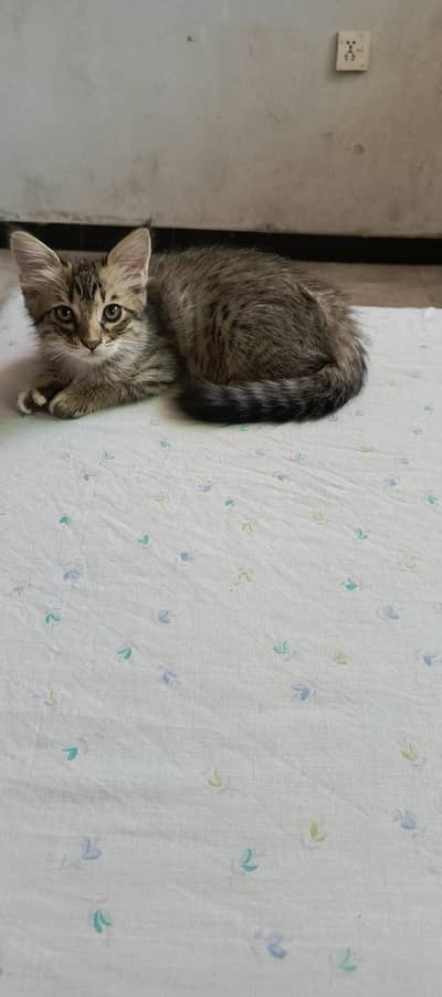 semi persian double coated