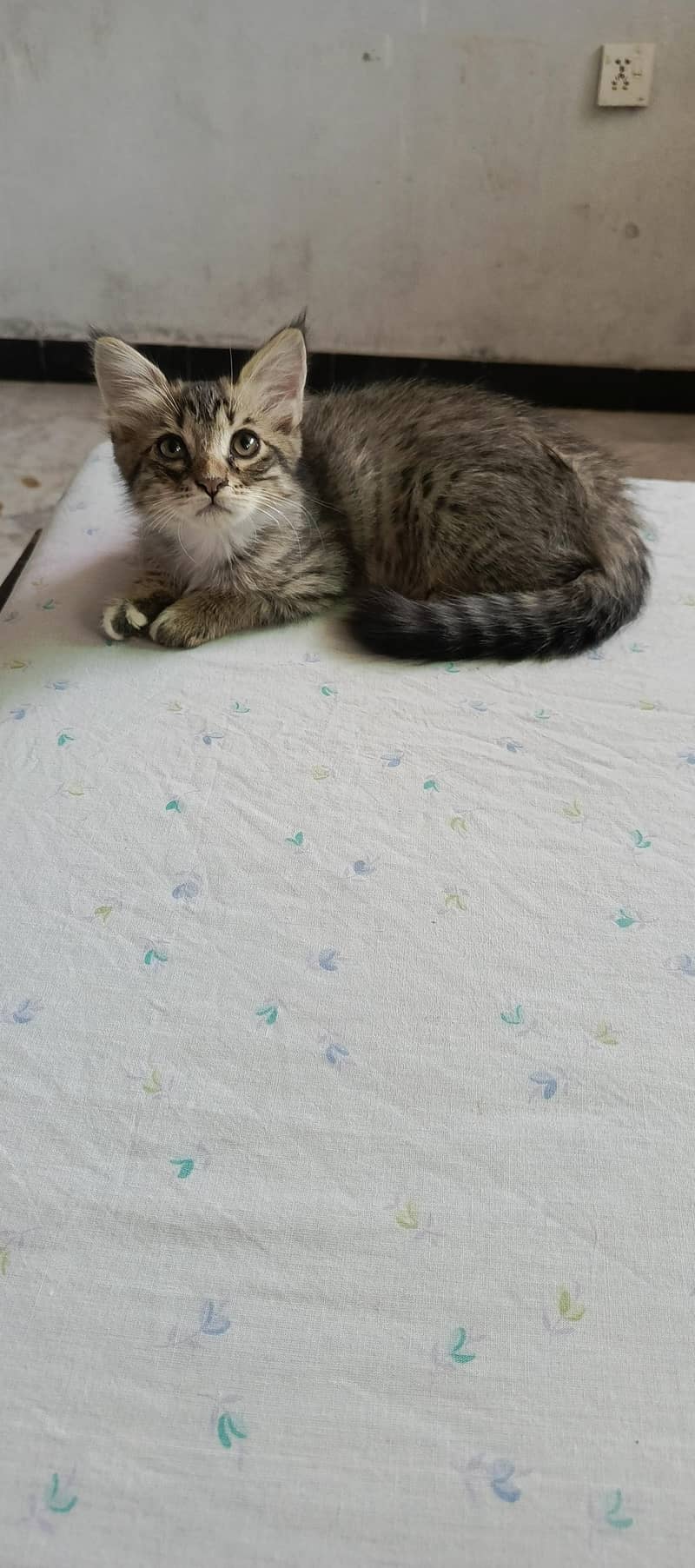 persian double coated 1