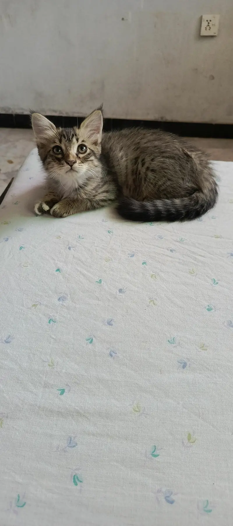 semi persian double coated — photo 2